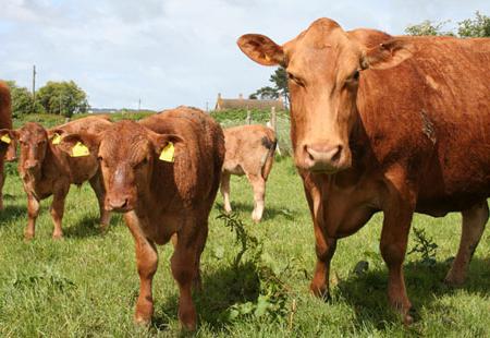 Allevamento di vacche da latte Holstein