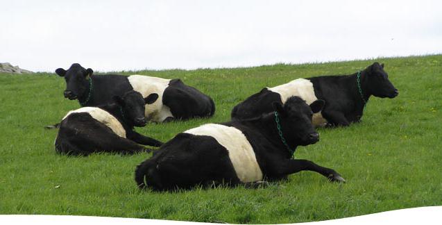 млечни породи крави в Русия