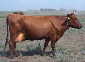 месни млечни породи крави