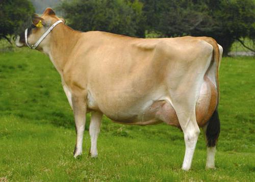 Mliječno mesne pasmine krava
