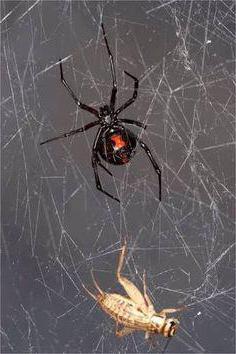 nebezpečné pavouky regionu Volgograd