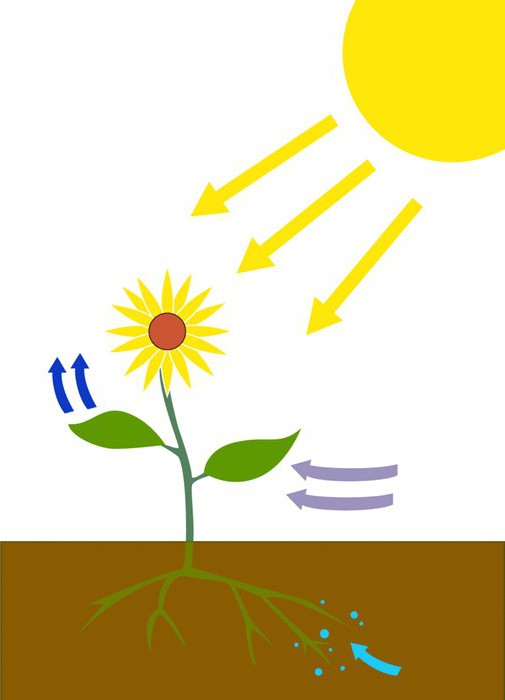 svjetlosna faza fotosinteze