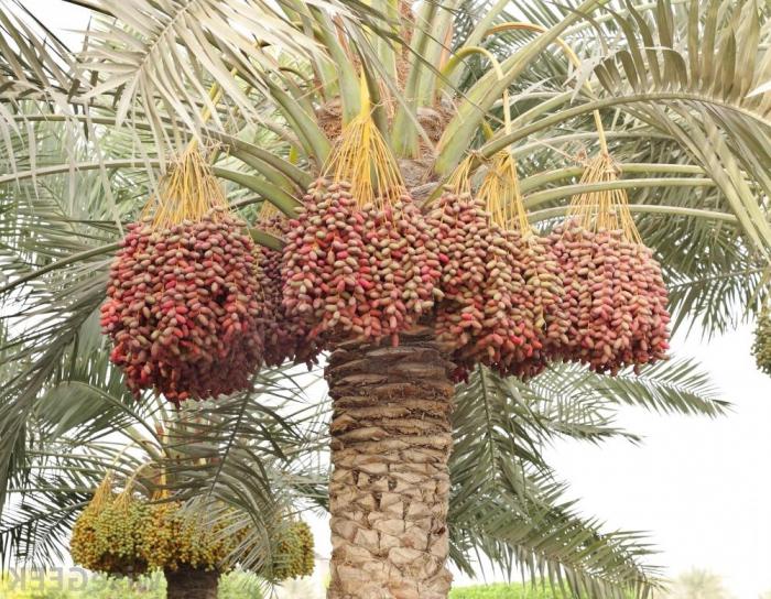 Kako se brinuti za palmu