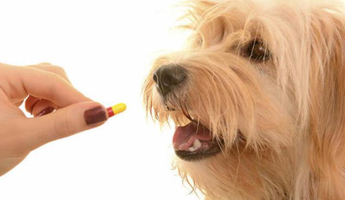 odčerpávání psích léků