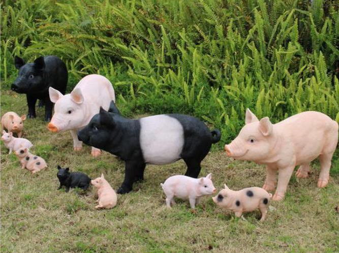 фотографија украсне свиње