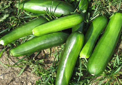 Zucchine in crescita nella serra
