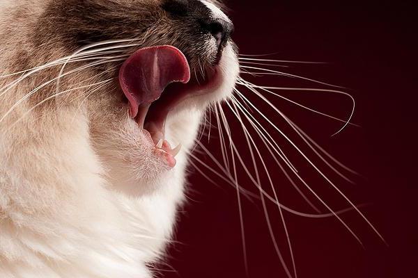 zdravljenje za mačke pregledi
