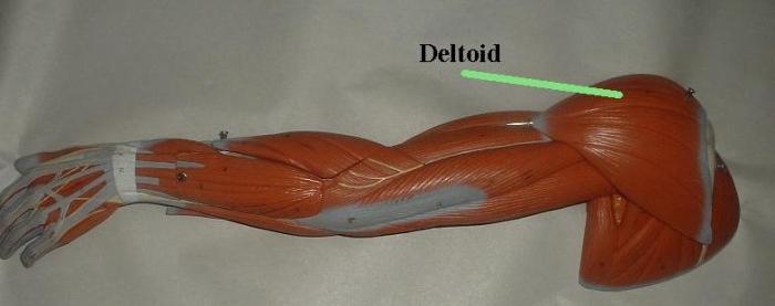 deltoidni rameni mišić