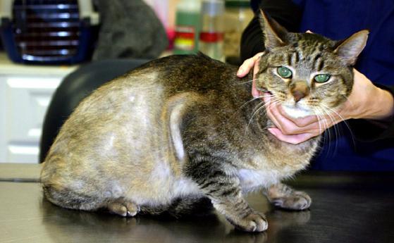 демодекоза при котки симптоми снимка