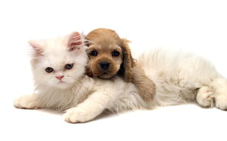 demodekóza u koček se přenáší na člověka