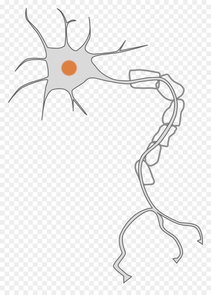 Corpo del neurone, assone e dendriti