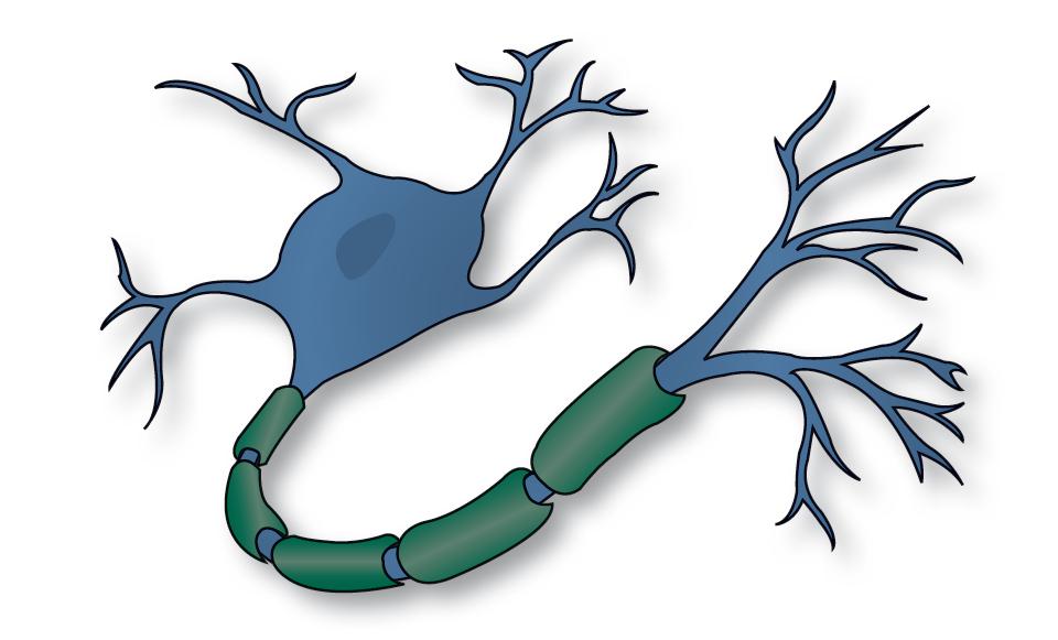 Axon in Neuron Dendrites