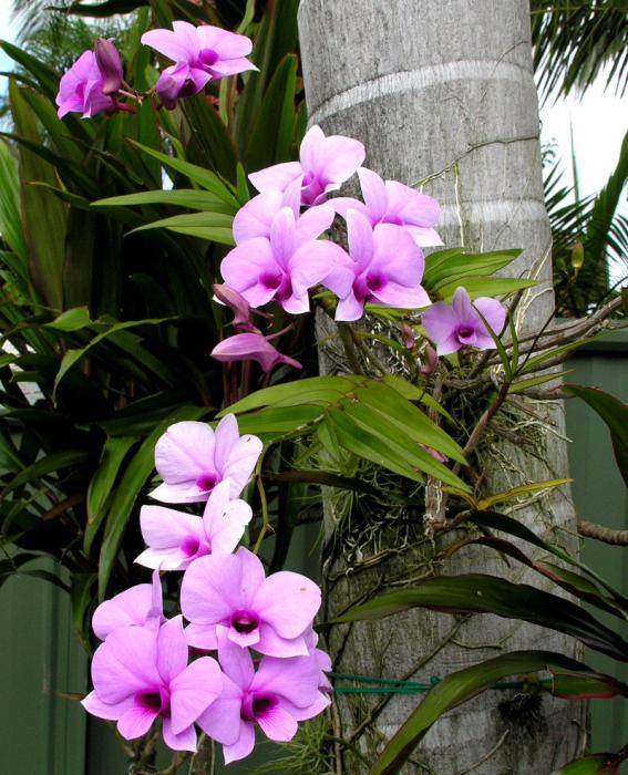 Cura foto orchidea Dendrobium