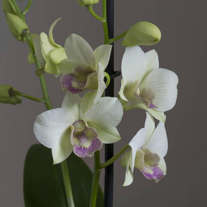 Orchidea Dendrobium Care