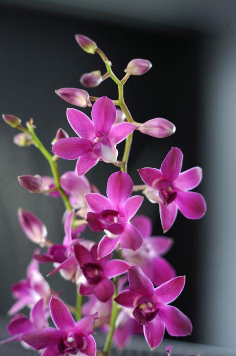 Dendrobium Phalaenopsis Care