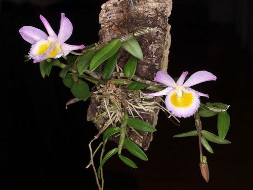 Pielęgnacja Dendrobium nobile po rozkwicie