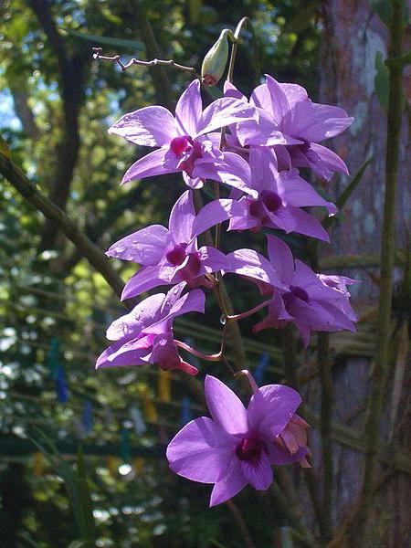 Dendrobium květiny péče