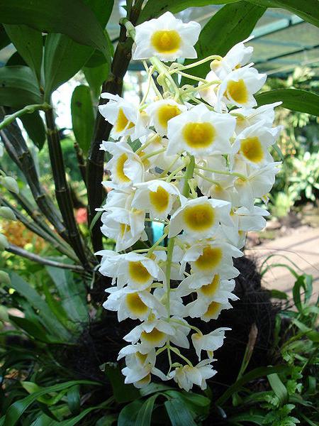 Dendrobium Starclass Care