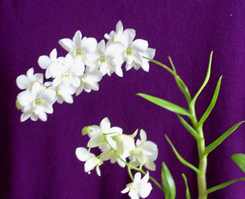 Dendrobium Nobile Грижа за орхидеи