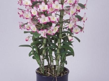 orchidea pafiopedilum
