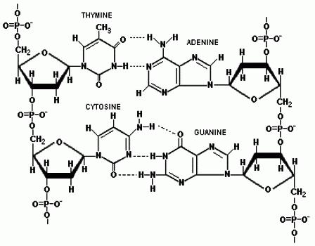 ДНК на дезоксирибонуклеиновата киселина