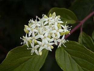 deren white sibirski variegata