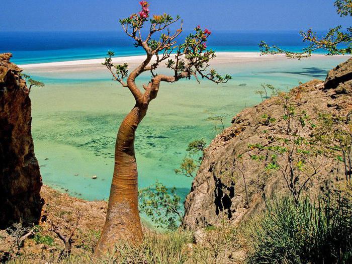 Ostrovy Socotra