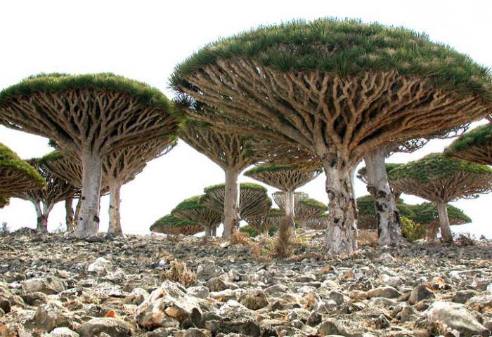 Otok Socotra Jemen