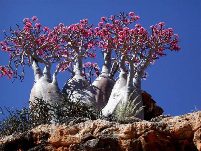 Tour dell'isola di Socotra