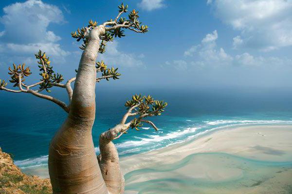 Natura dell'isola di Socotra