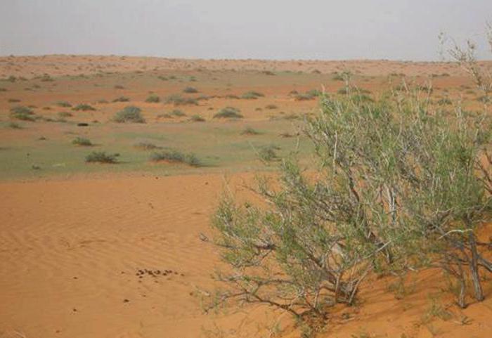juzgunske pustinjske biljke