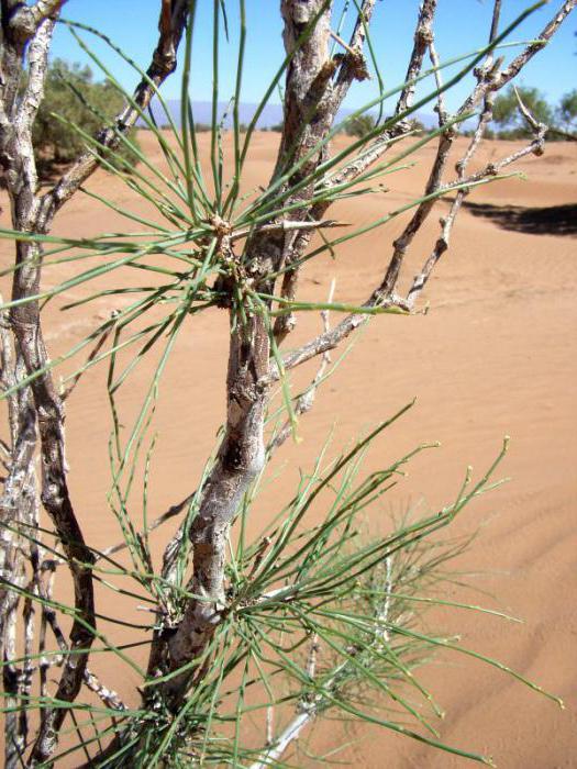 juzgun pouštní rostlina