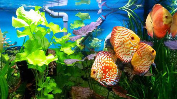 как да се грижим за аквариумни риби