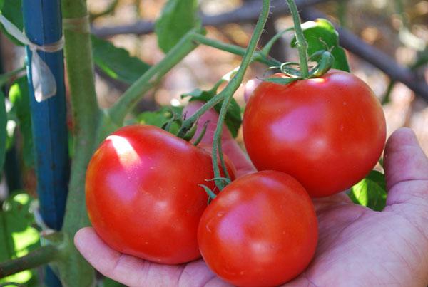 Rodzaj pomidora "Lalka"