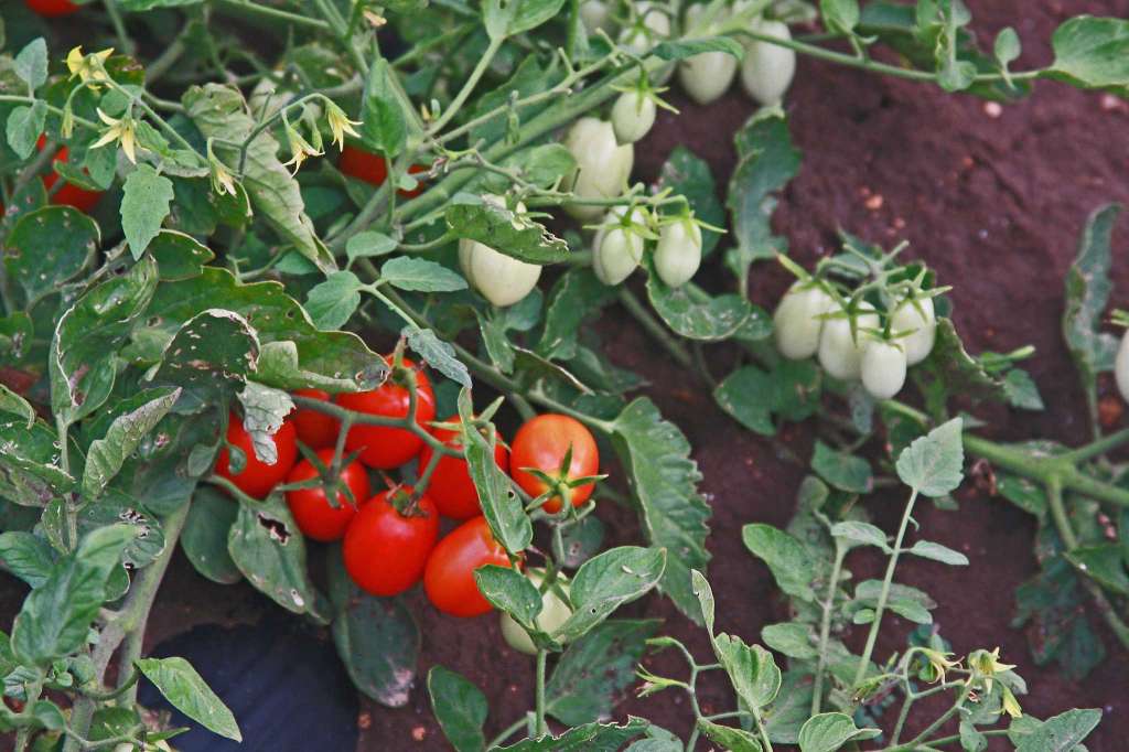 Rozhodující rajčata ve skleníku