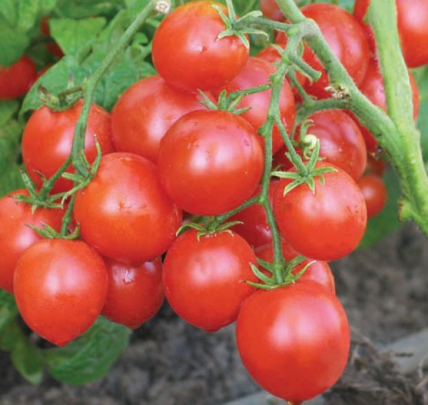 Детерминантни домати Алфа