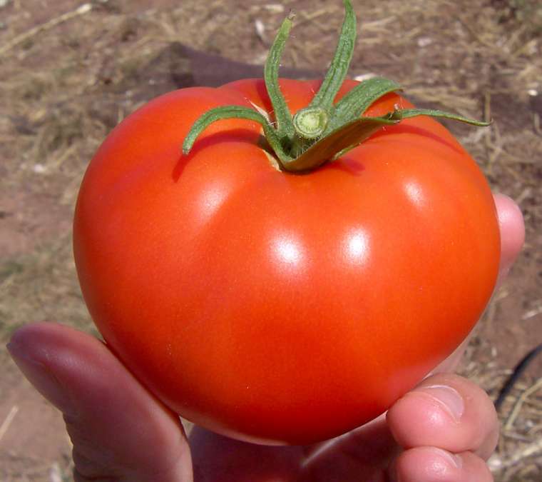 Pržena rajčica