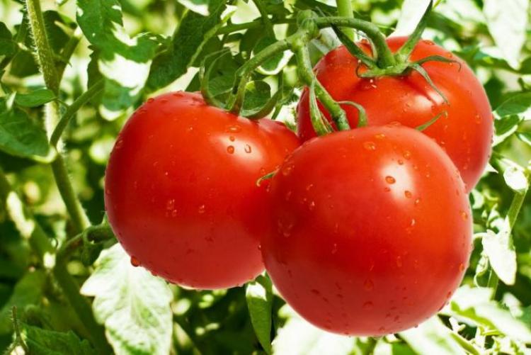 Детерминантни домати Буржоа