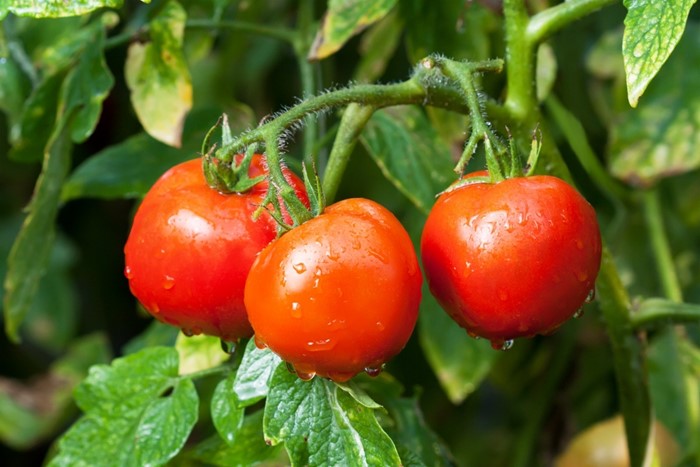 Određivanje determinanta rajčice