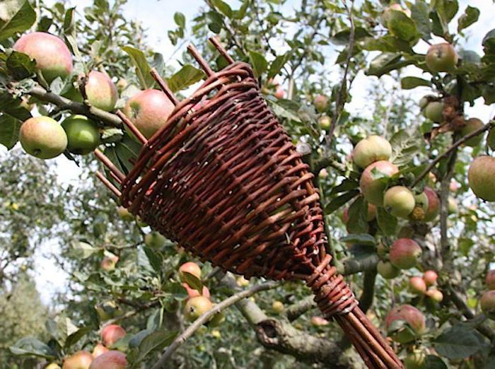 берач јабука
