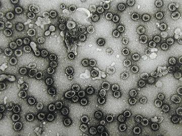 Trattamento del papillomavirus umano