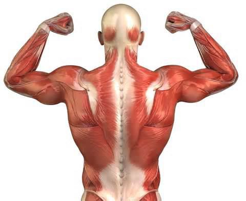 romboidní sval