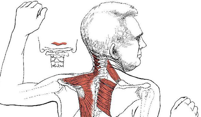 romboidnog mišića leđa