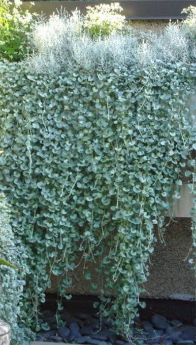 Dichondra ampelous cultivation from seeds