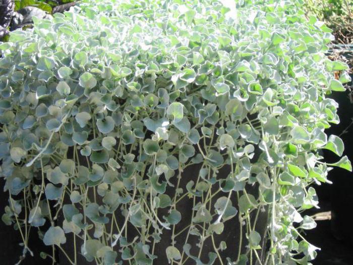 Dichondra ampelous seed growing photos reviews