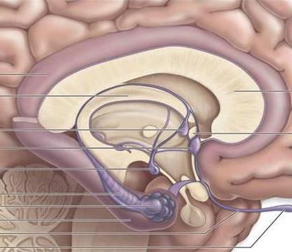 il ruolo del sistema pituitario ipotalamico