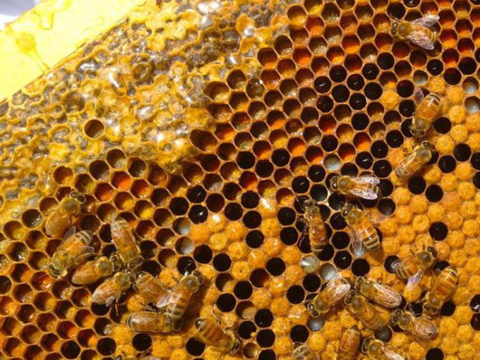 Дијагилни мед корисна својства и контраиндикације