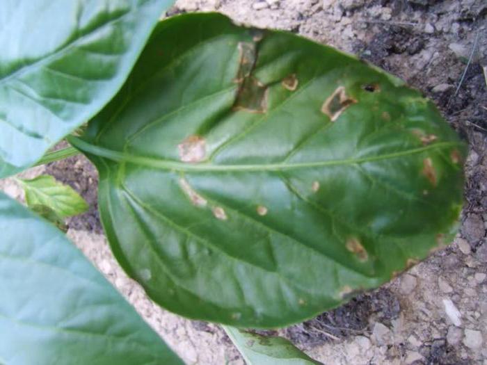 bolezen paprike v rastlinjaku