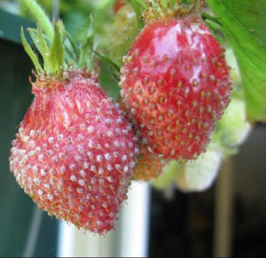 как да се третират ягоди от вредители през есента