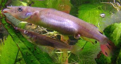 bolesti akvarijskih riba i liječenje